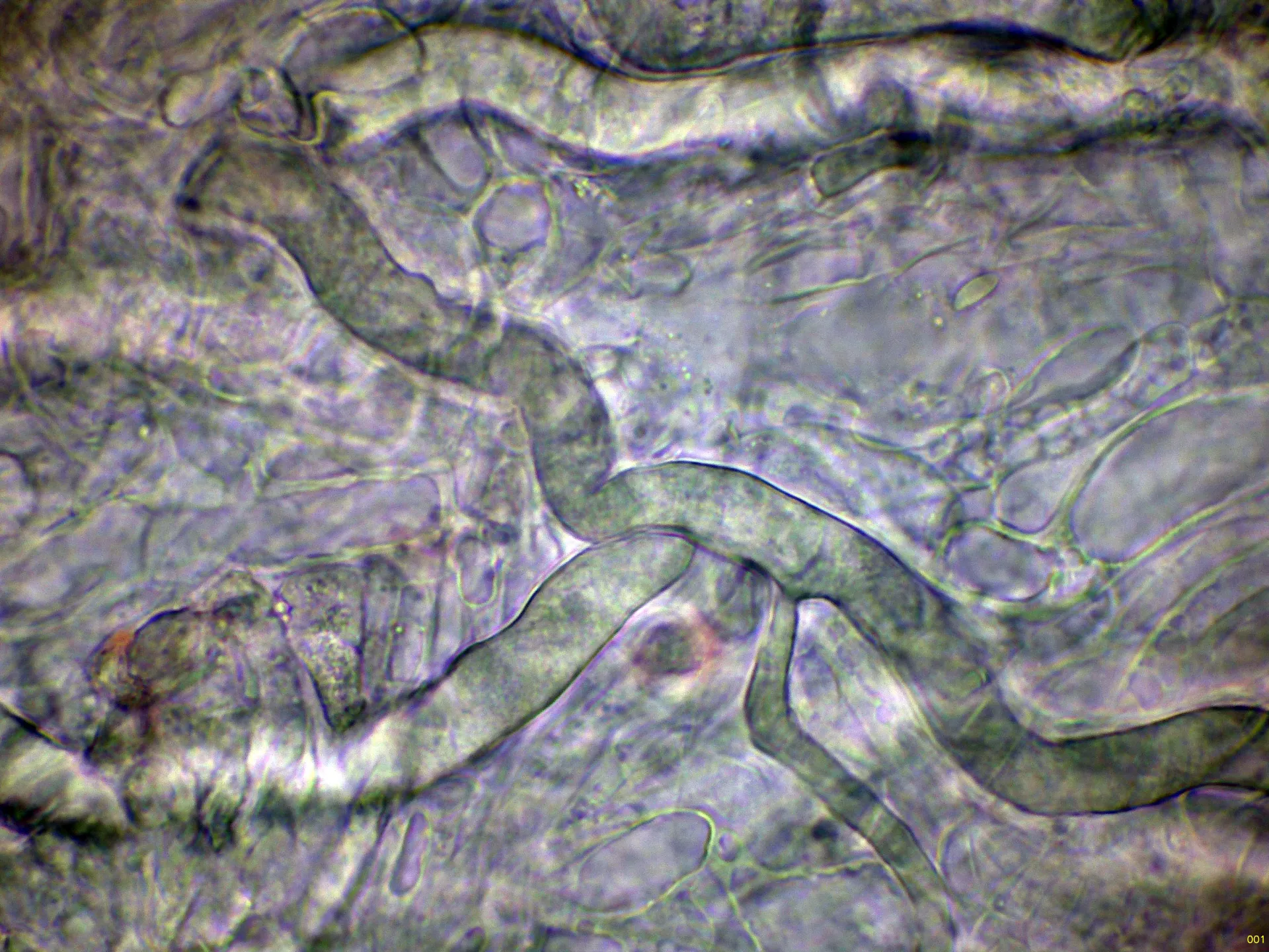 10 - Hifa laticifera-001